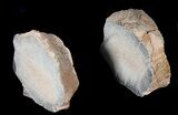 Cut/Polished Agatized Dinosaur Vertebra - Colorado #38927-3